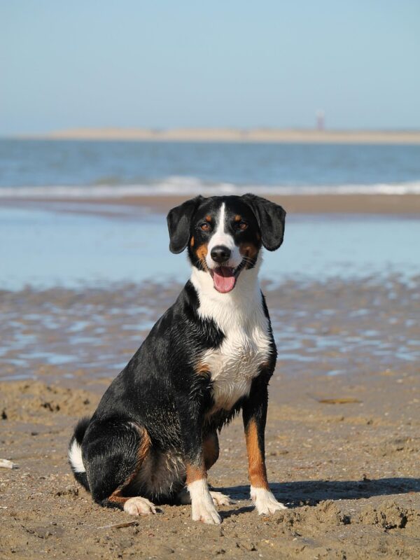 dog, beach, sea, nature, domestic animal, animal, water, appenzeller, mountain dog, portrait, pet, dog, dog, dog, dog, dog