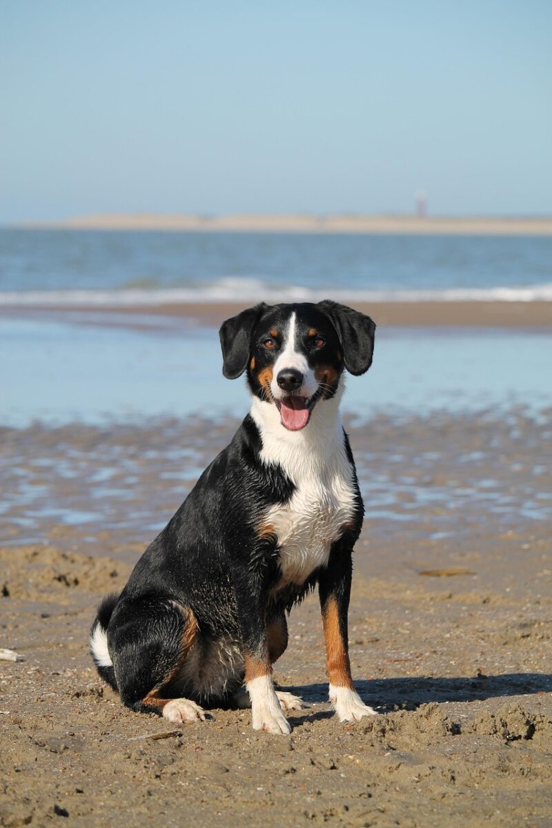 dog, beach, sea, nature, domestic animal, animal, water, appenzeller, mountain dog, portrait, pet, dog, dog, dog, dog, dog