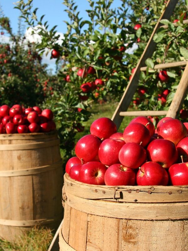 apples, fruits, orchard, nature, trees, food, garden, fresh, farm, healthy, harvest, ripe, organic, natural, plants, farming, apple orchard, agriculture, apples, apples, apples, apples, orchard, food, food, garden, garden, garden, farm, farm, farm, farm, farm, harvest, farming, farming, agriculture, agriculture, agriculture, agriculture, organic groceries