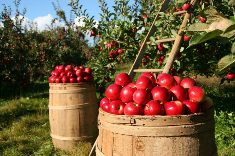 apples, fruits, orchard, nature, trees, food, garden, fresh, farm, healthy, harvest, ripe, organic, natural, plants, farming, apple orchard, agriculture, apples, apples, apples, apples, orchard, food, food, garden, garden, garden, farm, farm, farm, farm, farm, harvest, farming, farming, agriculture, agriculture, agriculture, agriculture, organic groceries