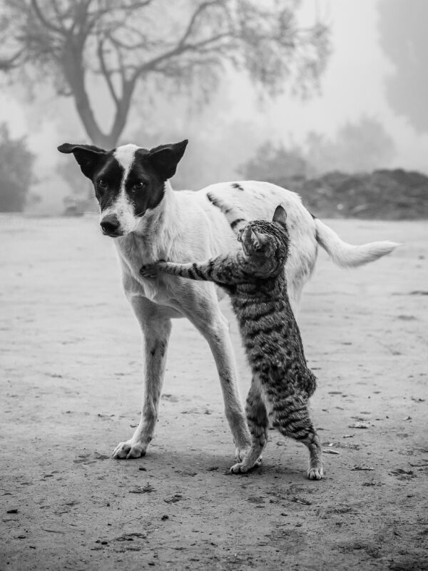 A cute black-and-white image of a cat and a dog outdoors, showcasing companionship and playfulness. dogs and cats are best friends