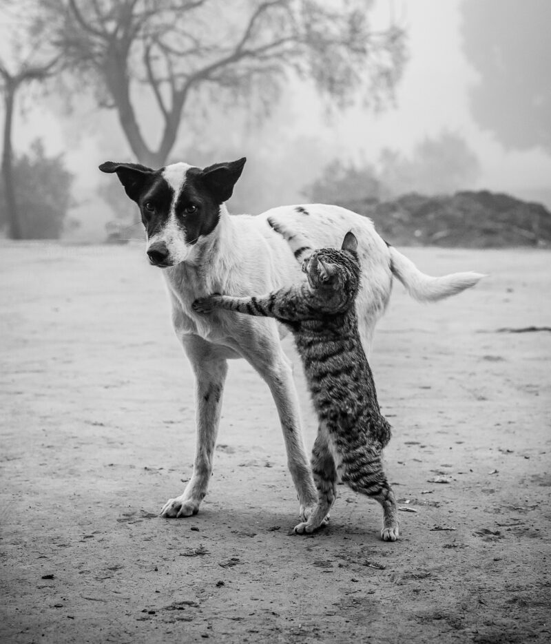 A cute black-and-white image of a cat and a dog outdoors, showcasing companionship and playfulness. dogs and cats are best friends