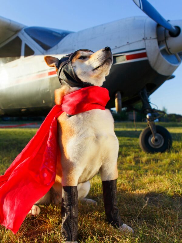 Akita Inu dog in superhero costume confidently poses beside a vintage propeller plane on a sunny day.