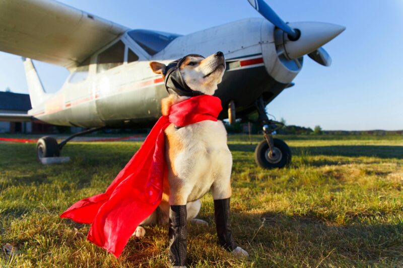 Akita Inu dog in superhero costume confidently poses beside a vintage propeller plane on a sunny day.