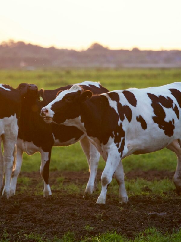 Three Holstein cows stand in a lush grassy field during sunset, creating a serene rural scene. Grass fed beef.