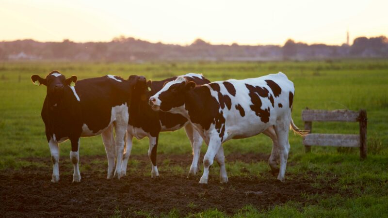 Three Holstein cows stand in a lush grassy field during sunset, creating a serene rural scene. Grass fed beef.