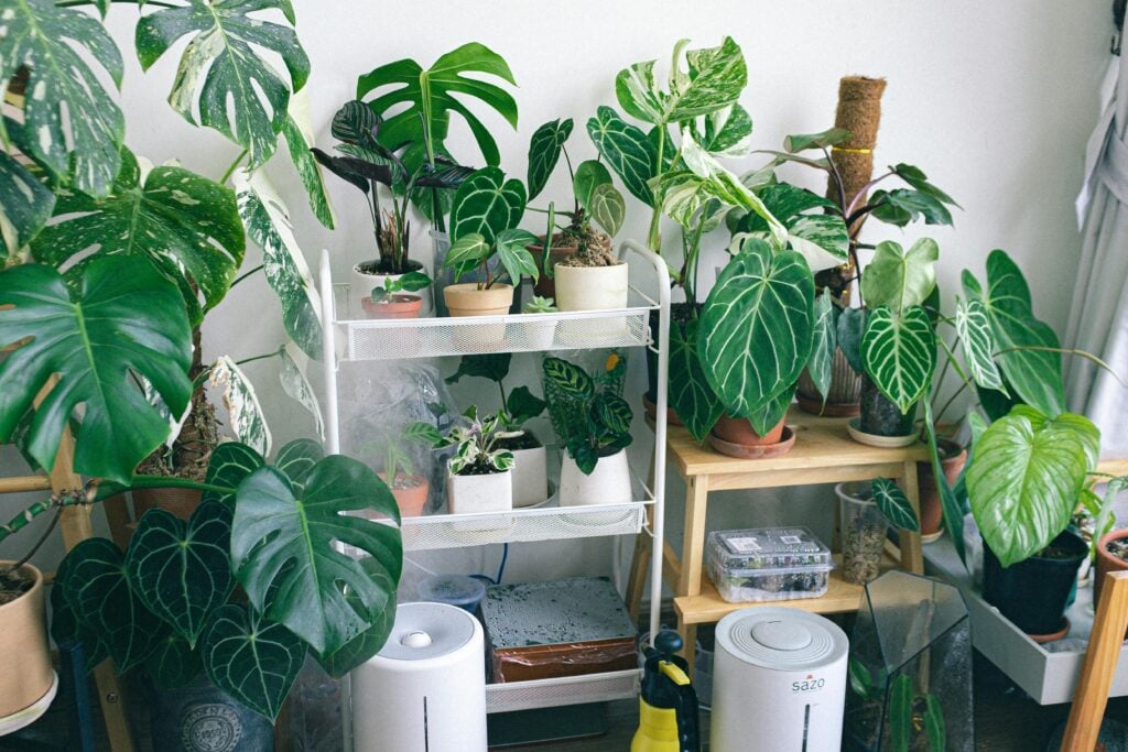 A cozy indoor space filled with various houseplants on shelves and stands, creating an urban jungle vibe. two air purifiers. blueair air purifier present.