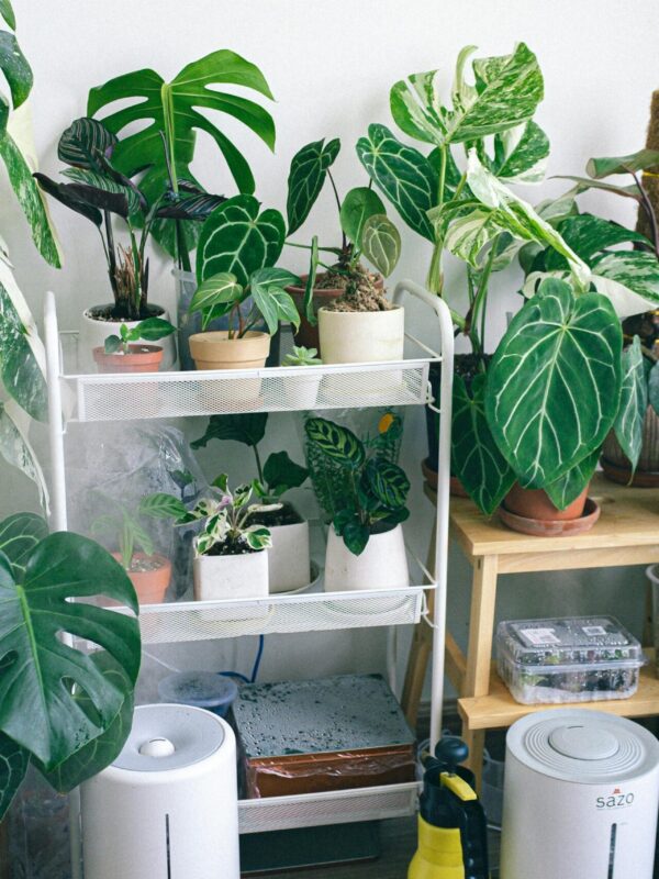 A cozy indoor space filled with various houseplants on shelves and stands, creating an urban jungle vibe. two air purifiers. blueair air purifier present.