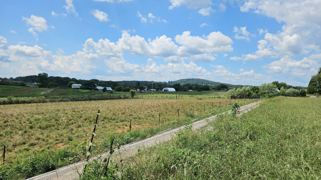 A farm with a narrow gravel road running through it. Blue sky with lots of white fluffy clouds. Barbed wire fence. Mountains in the background.