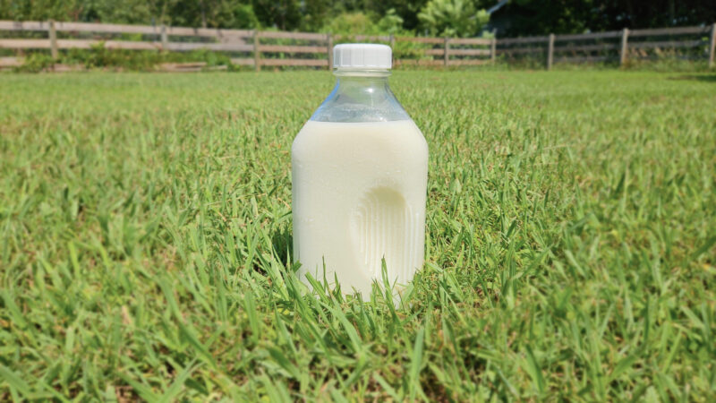 Half gallon glass milk bottle filled with raw milk. Sitting on grass. Wooden fence in the background.