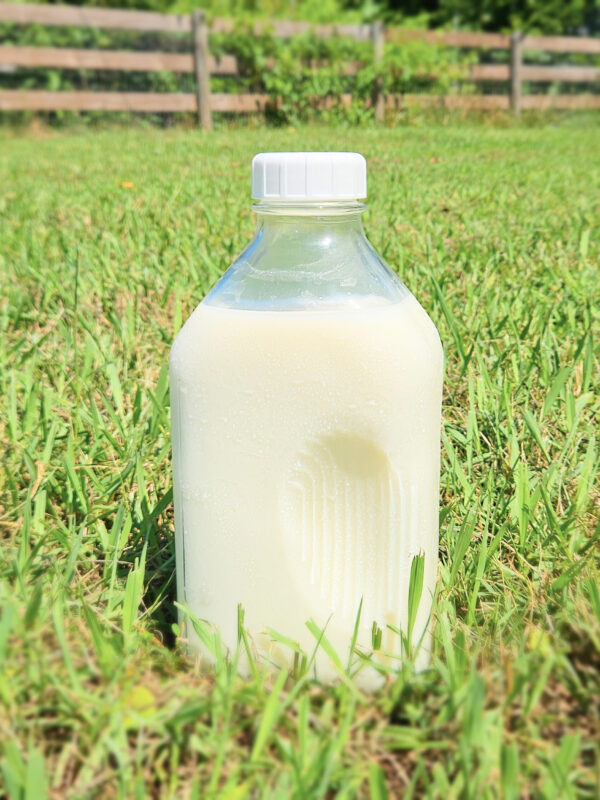 Half gallon glass milk bottles sitting in the grass with a wooden fence in the background. Greenery growing through the slats of the wooden fence. Blades of grass in front of the bottom of the milk bottle.