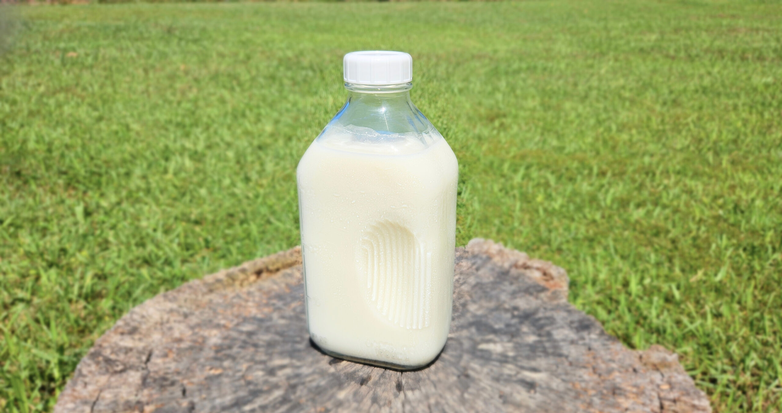 Half gallon milk bottle with a white lid filled with raw milk. Sitting on top of a brown tree stump. Green grass in the background.