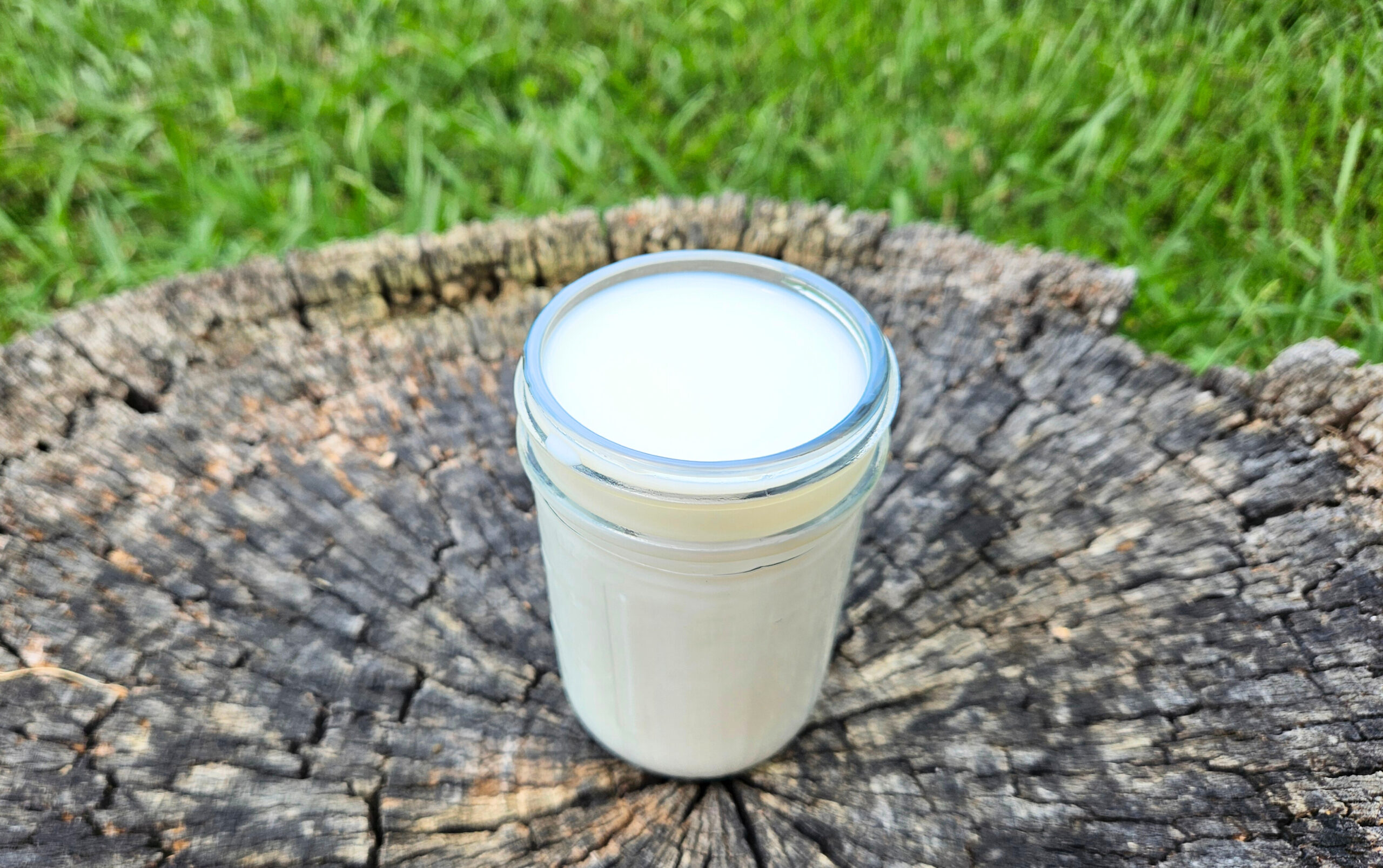 One cup of fresh raw buttermilk in a mason jar. Sitting on top of a tree stump outside. Green grass in the background.