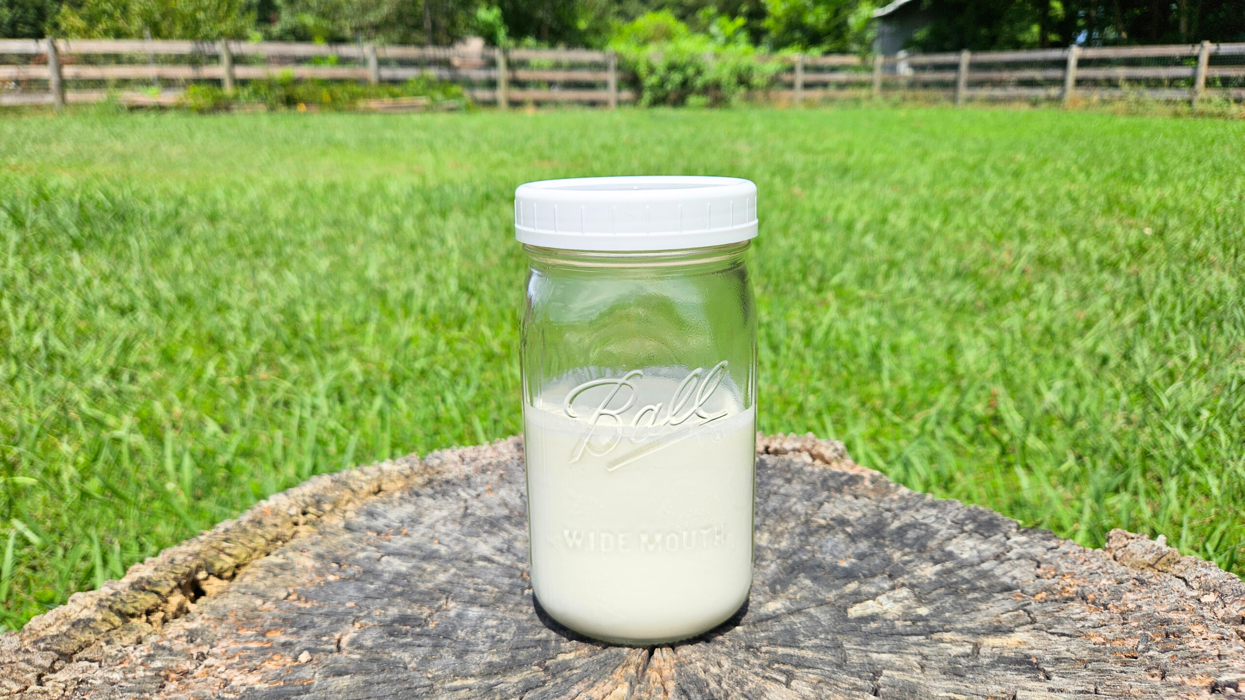 2 cups of raw cream in a wide mouth mason jar with a white lid. Jar is sitting on top of a tree stump with green grass and a wooden fence in the background.