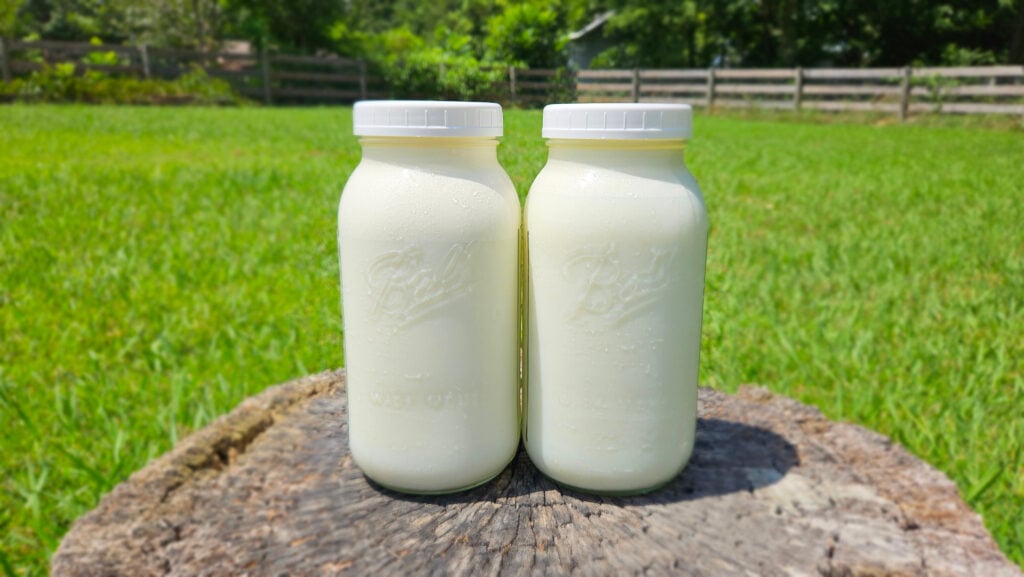 Two half gallon mason jars of raw milk filled to the top. Each have a white lid on top. Each are sitting on top of a stump outside. Green grass and wooden fence in the background.