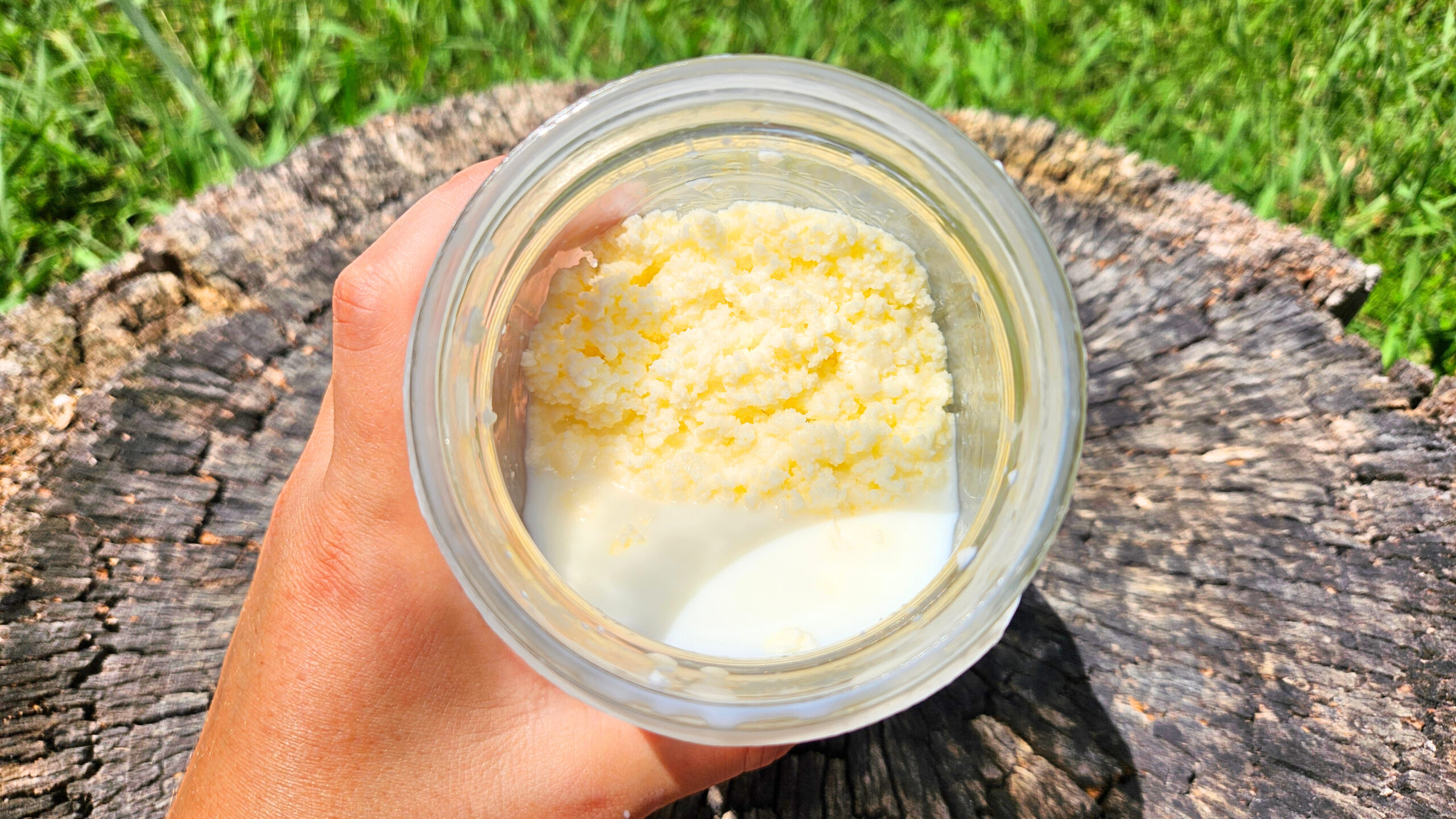 Butterfat separation from buttermilk in a wide mouth mason jar. Homemade butter before straining.