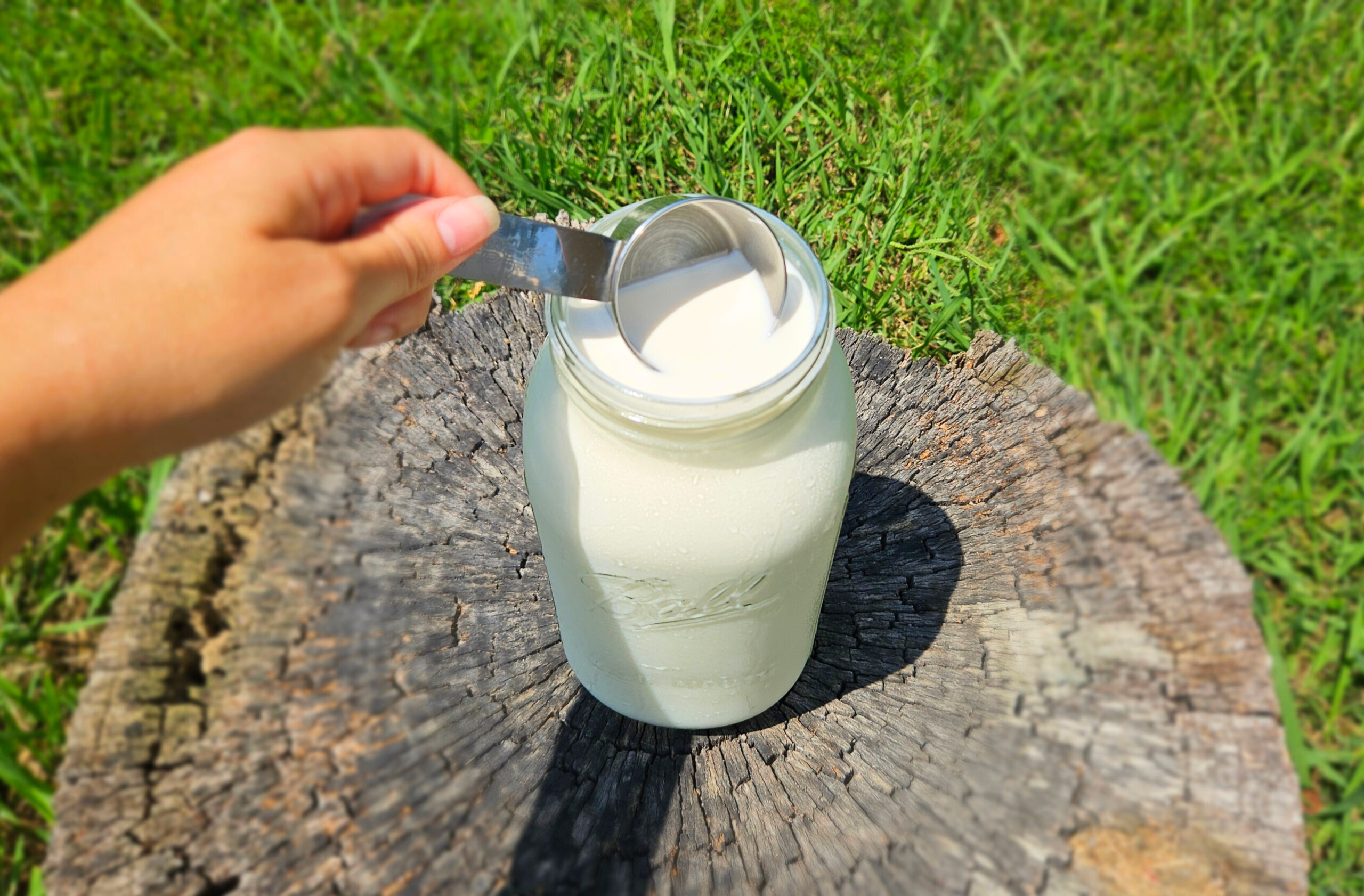 A woman's hand holding a stainless steel measuring cup and dipping it into a half gallon of raw milk. Skimming the cream off the top of raw milk. Jar is sitting on top of a tree stump with green grass in the background.