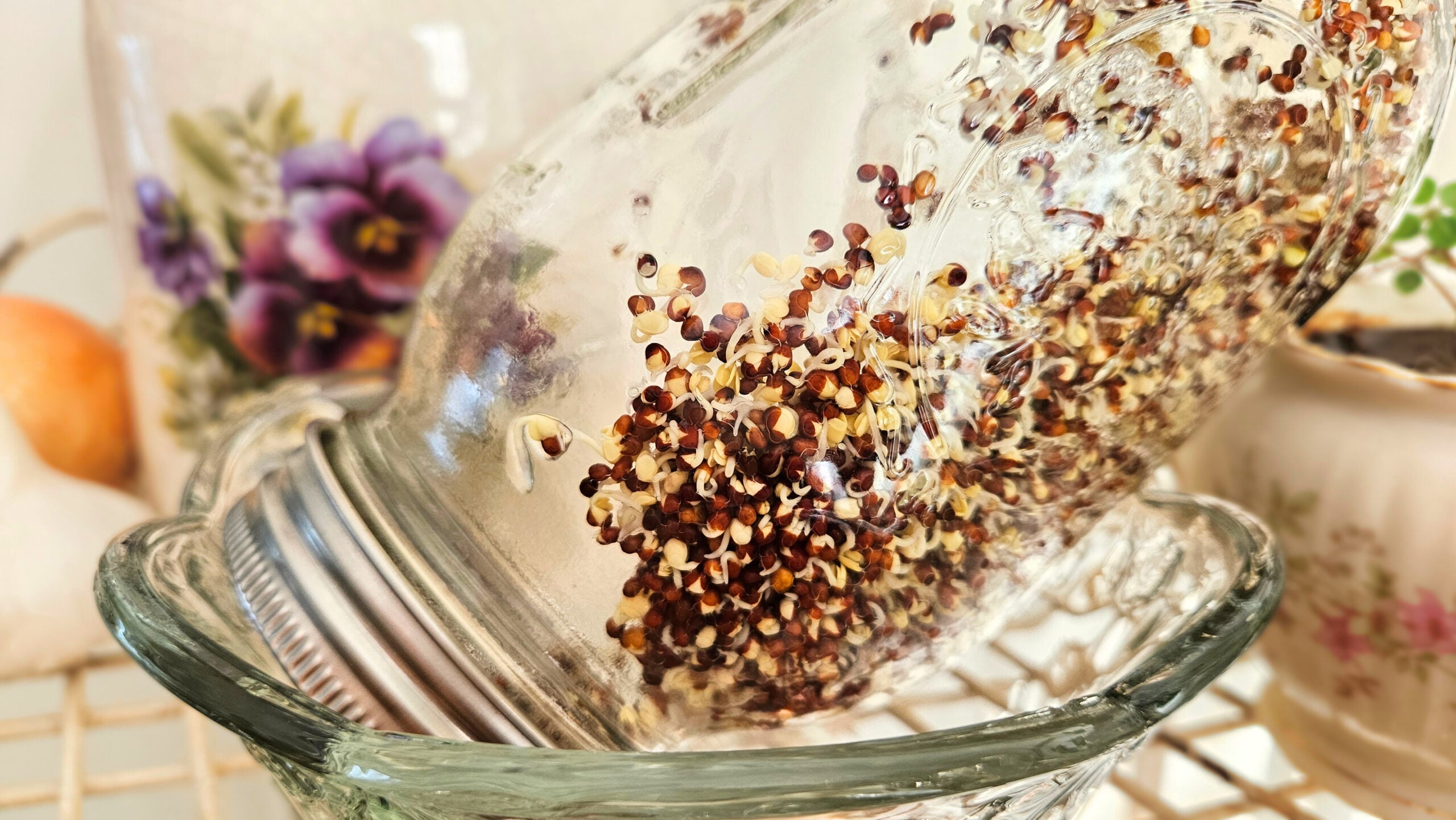 Close-up of broccoli seeds beginning to sprout in a mason jar tilted on it's side.