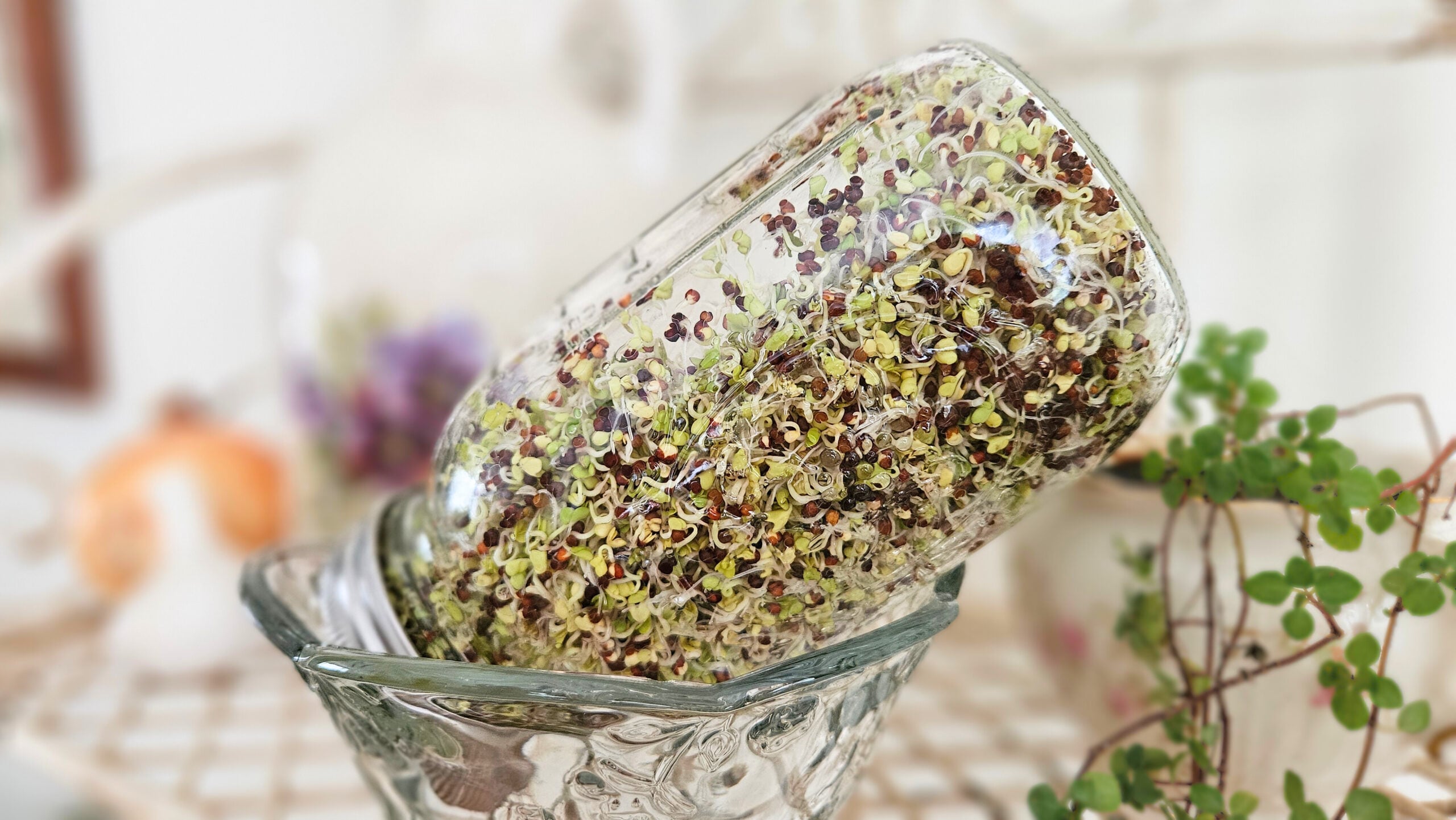 Broccoli sprouts in a tilted glass mason jar resting in a glass bowl. A green plant and purple and cream pottery in the background.
