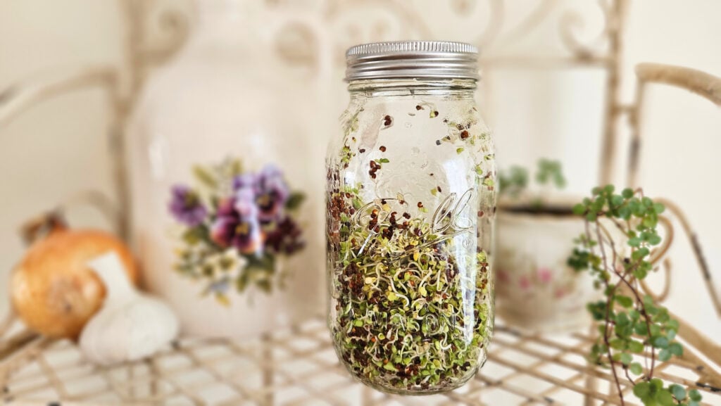Mason jar with silver metal lid filled more than half way full of growing green broccoli sprouts. Blurry background of a plant, pottery with purple flowers, an onion, and garlic. All sitting on top of a cream colored metal rack. White wall in background.