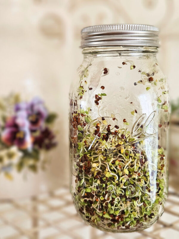 Quart size mason jars with silver metal lid filled more than half way full of growing green broccoli sprouts. Blurry background of a plant, pottery with purple flowers, an onion, and garlic. All sitting on top of a cream colored metal rack. White wall in background.