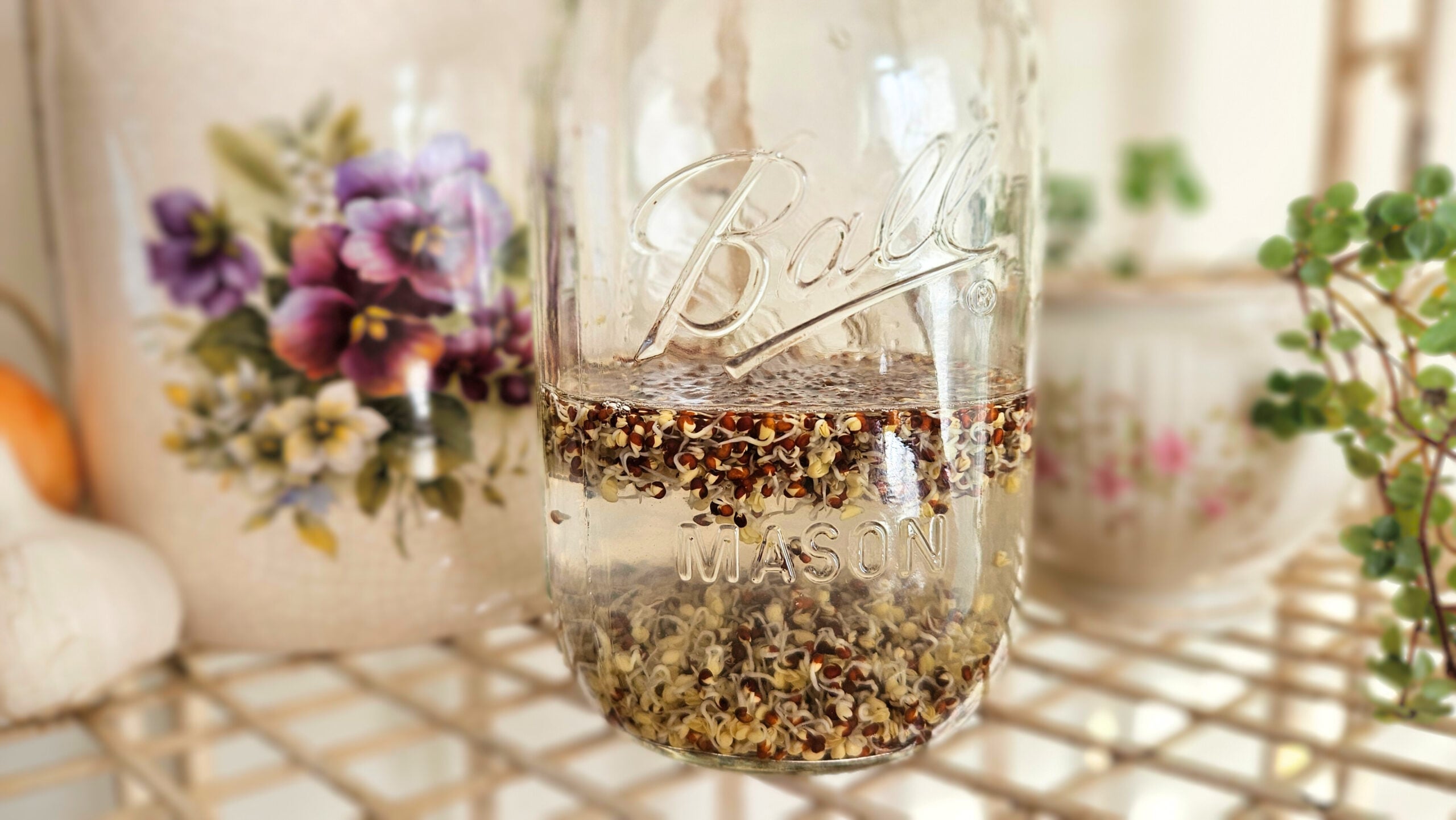A mason jar filled partially with water and broccoli sprouts. Some sprouts are at the bottom of the jar and some have floated to the top. A green plant and piece of cream colored pottery with painted purple flowers in the background.