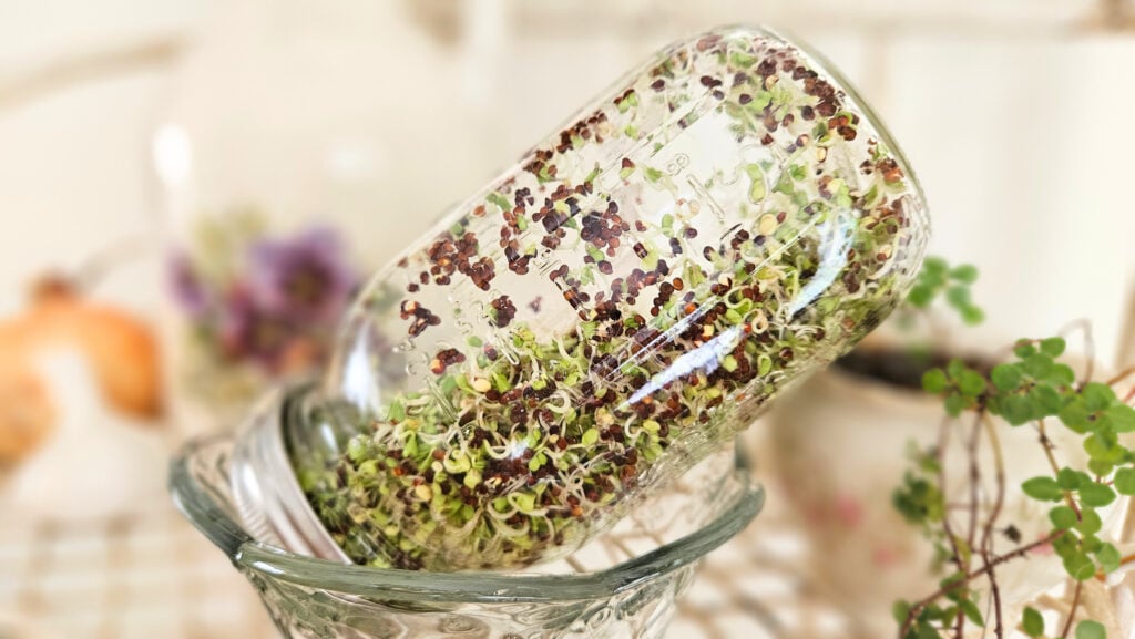 Broccoli sprouts growing in a mason jar. Jar is tilted and resting in a glass bowl. Sprouts are green. Seeds are dark brown. Sitting next to a green plant, pottery with purple flowers, an onion, and garlic.