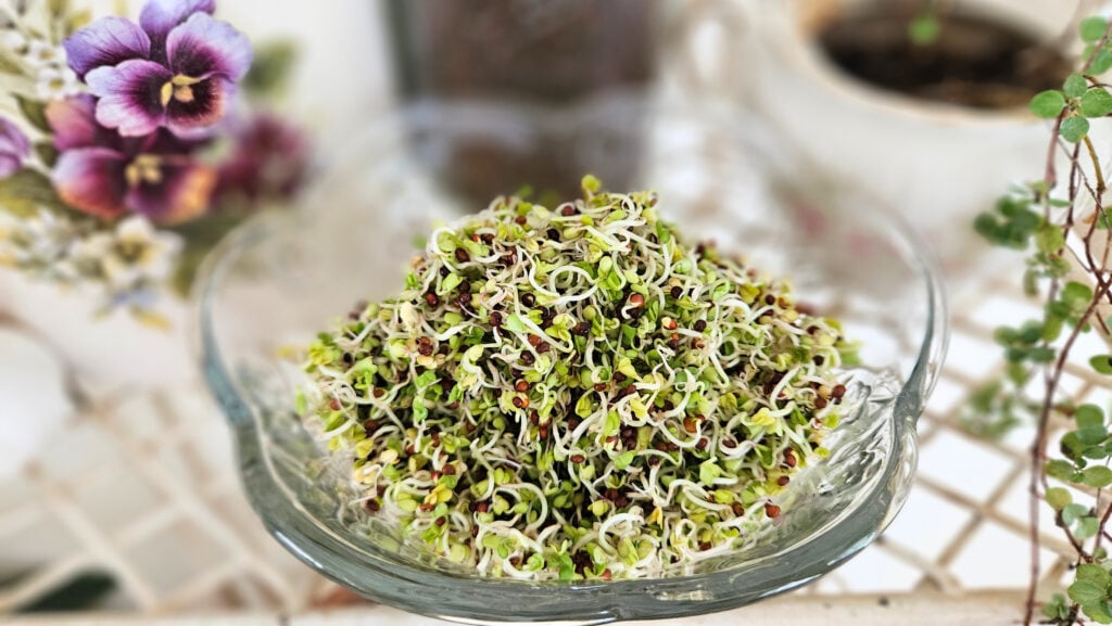 Green broccoli sprouts in a glass bowl. Blurry background of pottery, a plant, and seeds. On a cream colored metal rack.