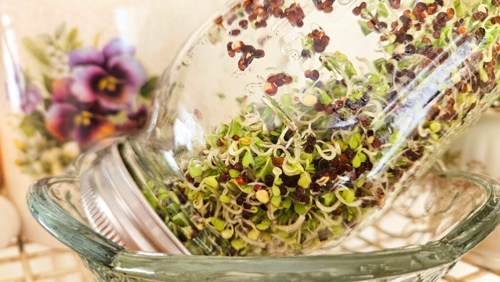 Close-up of green broccoli sprouts growing in a tilted mason jar. The mason jar is in a glass bowl. There is a piece of pottery with purple flowers painted on it in the background.