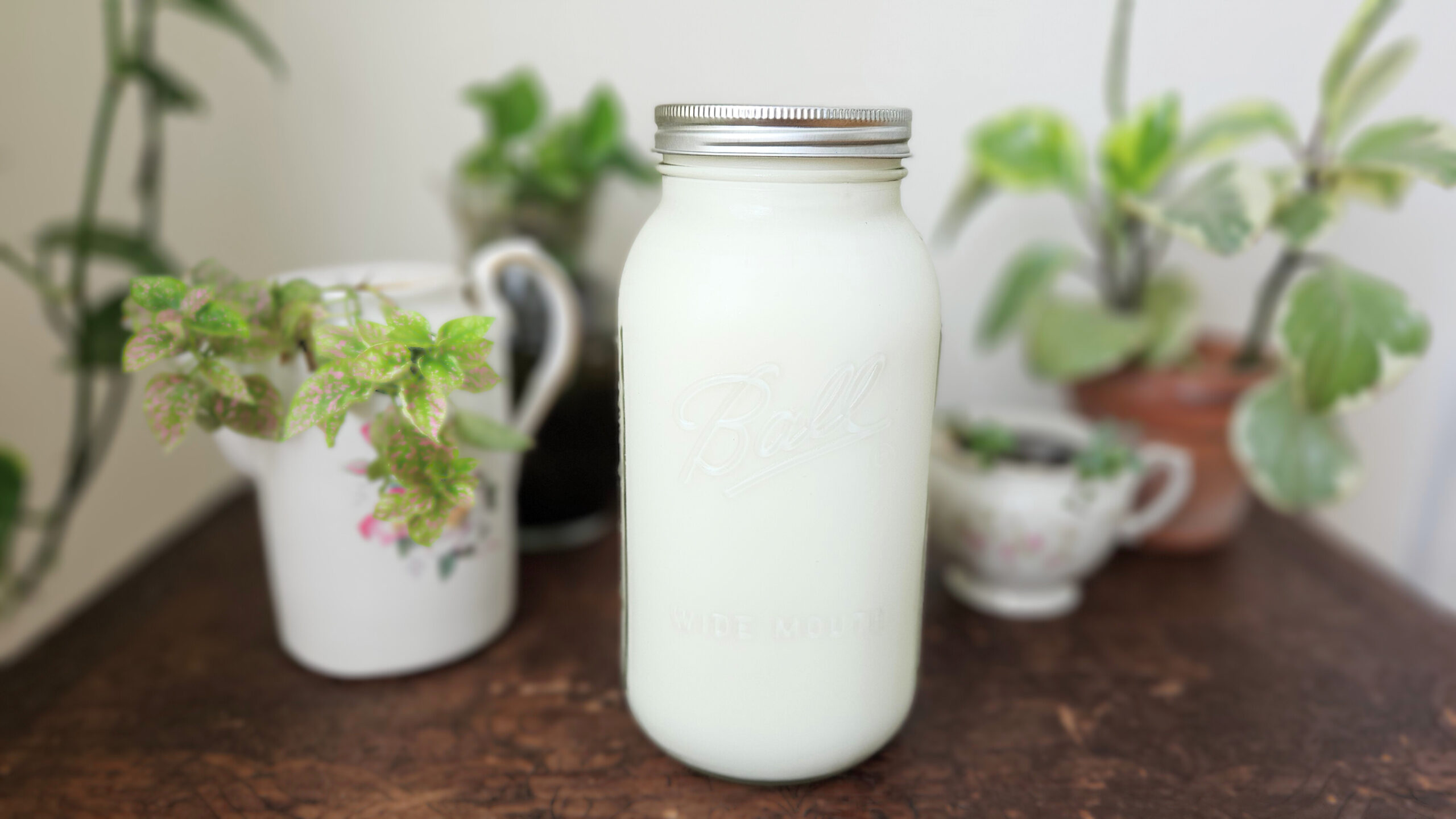 Half-gallon mason jar filled to the top with raw milk. Sitting on top of a brown wooden trunk with plants in the background.