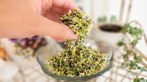 How to Grow Broccoli Sprouts at Home (In 3 Days)