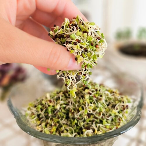 Woman's hand handing a bunch of broccoli sprouts above a glass bowl filled with fresh green broccoli sprouts.