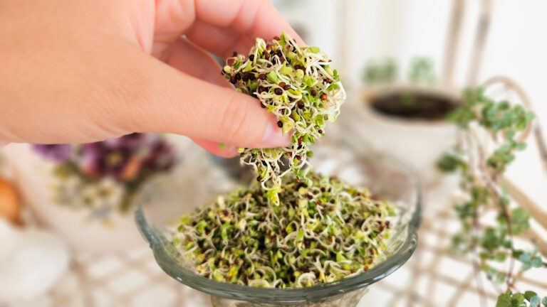 Woman's hand handing a bunch of broccoli sprouts above a glass bowl filled with fresh green broccoli sprouts.