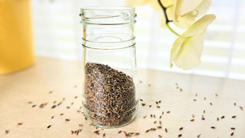 Glass jar of lavender flower petals sitting on top of a cream colored desk with a yellow orchid.